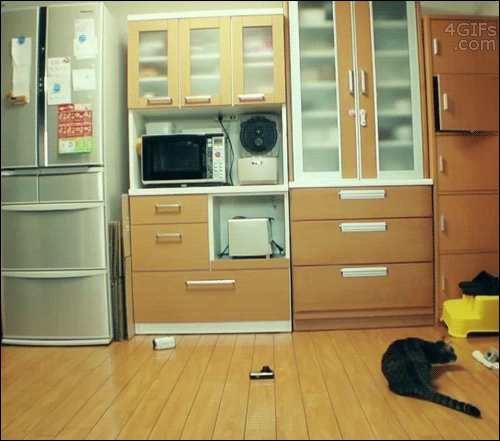 Crazy Cat Catching On Air GIF