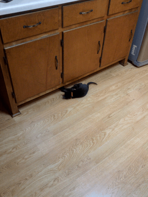 Crazy Cat Chasing A Toy GIF