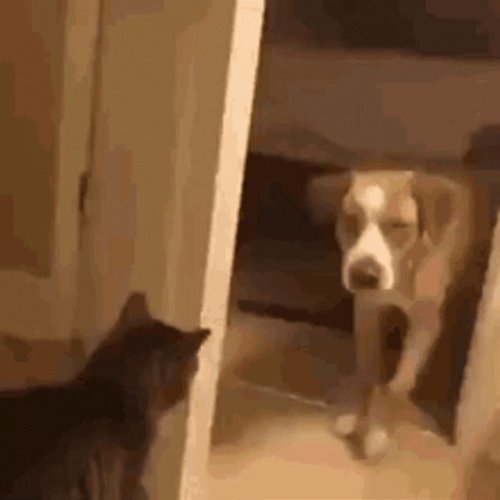 cat attack dog gif