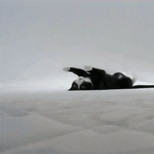 Crazy Cat Crawling Upside Down GIF