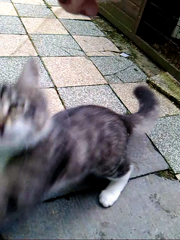 Crazy Cat Distracted By Stick GIF
