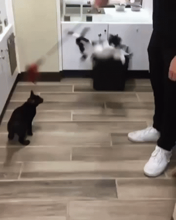 Crazy Cat Falling Inside Trash Bin GIF