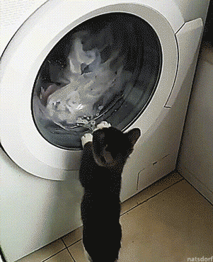 Crazy Cat Fighting Washing Machine GIF