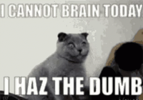 Crazy Cat I Cannot Brain Meme GIF