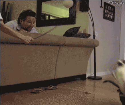 Crazy Cat Kicking Human GIF