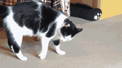 Crazy Cat Rolling Over GIF