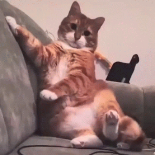 Crazy Cat Uncontrollable Head Shaking GIF