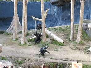 Crazy Chimp Attacking Another Chimpanzee GIF