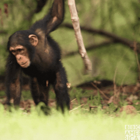 Crazy Chimp Chasing Another Chimpanzee GIF