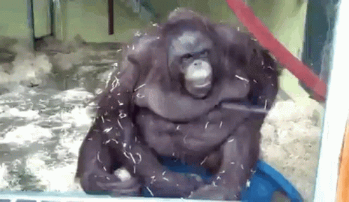 Crazy Chimp Falling Off A Chair GIF