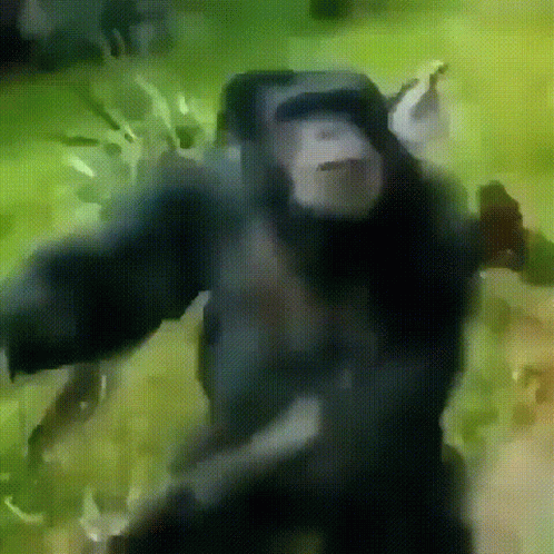 Crazy Chimp Jumping Behind Glass GIF