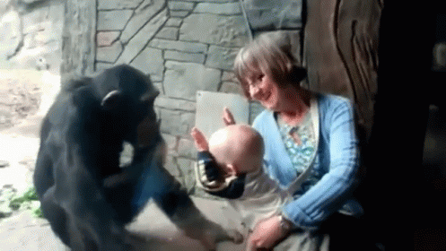 Crazy Chimp Kicking Glass GIF