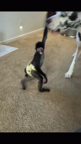 Crazy Chimp Messing With Two Dogs GIF