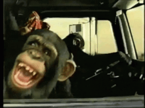 Crazy Chimp On Passenger Seat Laughing GIF