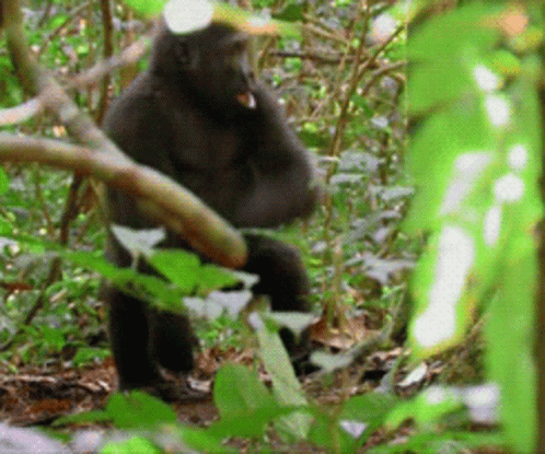 Crazy Chimp Pounding The Ground GIF
