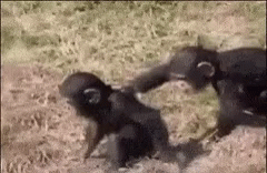 Crazy Chimp Pushing Another Chimpanzee Into Water GIF