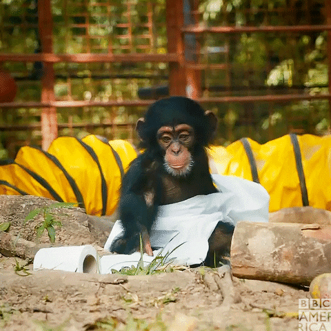 Crazy Chimp Rolling Toilet Paper Around It GIF
