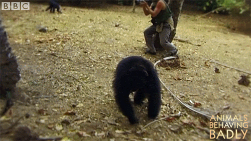 Crazy Chimp Running After Man GIF