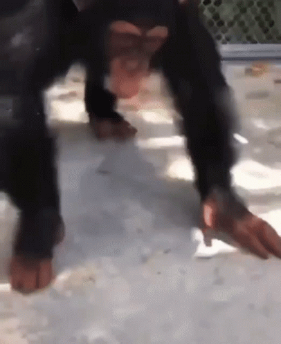 Crazy Chimp Striking A Basin GIF