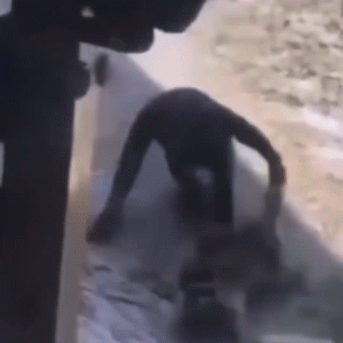 Crazy Chimp Throwing Another Chimpanzee GIF