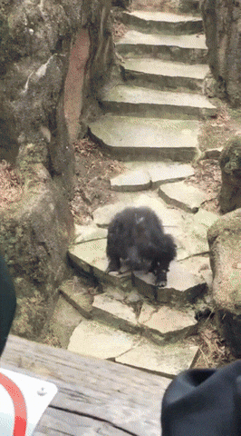 Crazy Chimp Throwing Poop At Old Lady GIF