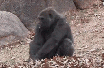 Crazy Chimp Tumbling On Pile Of Leaves GIF