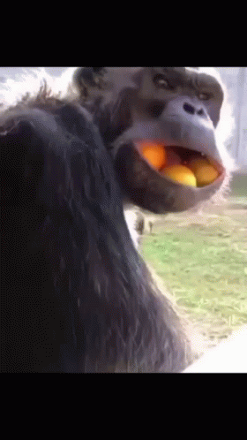 Crazy Chimp With Several Fruits Inside Its Mouth GIF