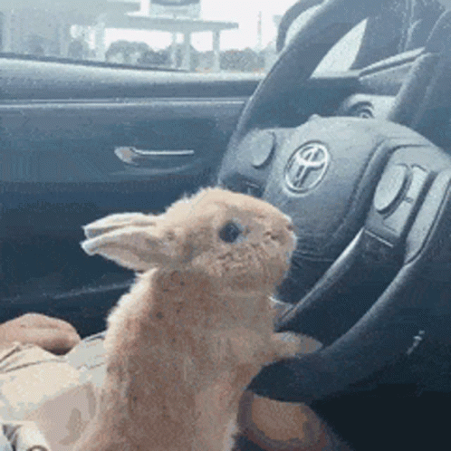 A Rabbit Crazy Driving GIF