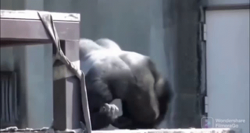 Crazy Gorilla Dancing GIF