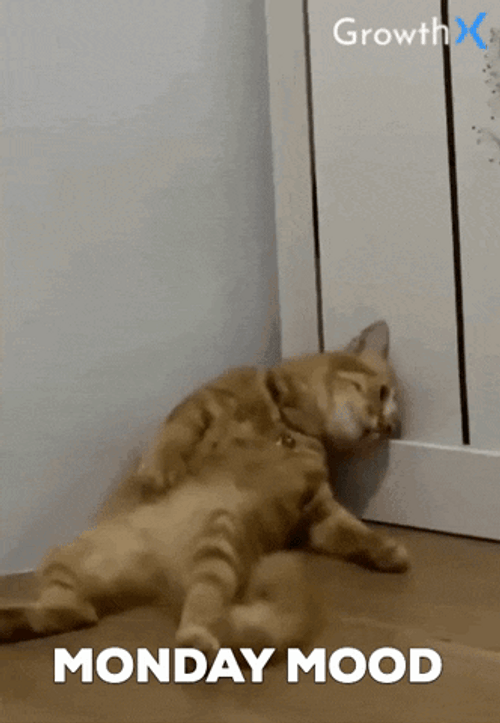 Crazy Monday Mood Cat Lying GIF