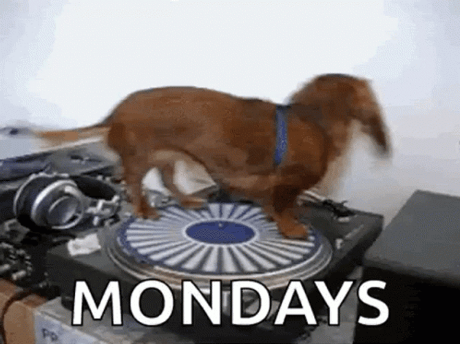 Crazy Monday Of Dachshund GIF