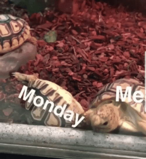 Crazy Monday Turtle FIghting GIF