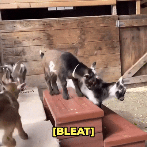 Crazy Screaming Little Goat Mischiefs GIF