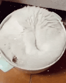 Cream Bowl White Cat GIF