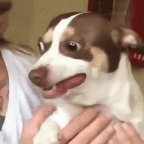 Creep Looking Doggy GIF