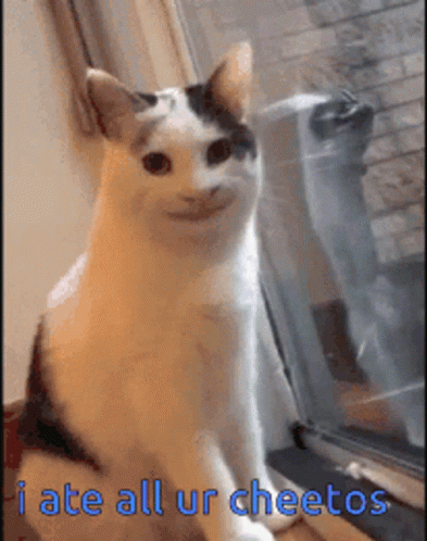 Creepy Cat Ate All Cheetos Funny Meme GIF
