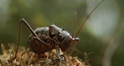 Creepy Cricket Oozing Liquid GIF