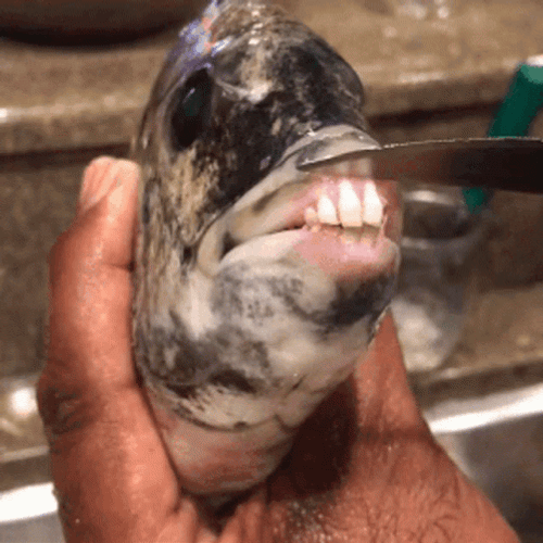 Creepy Fish Teeth GIF