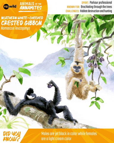 Crested Gibbon Poster GIF