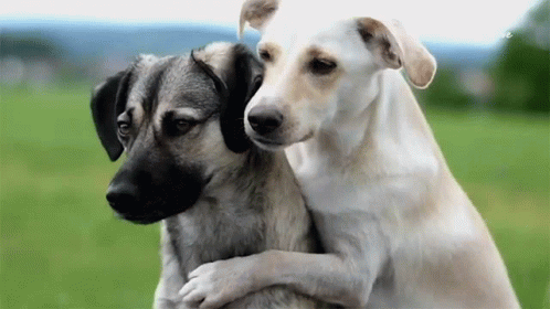 Cretan Hound Couple Dogs Hugging GIF