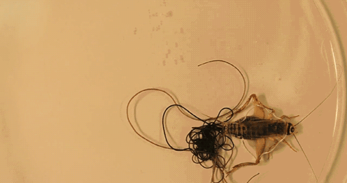 Cricket On Plate With String GIF