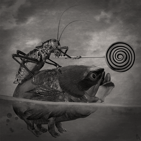 Cricket Rides Over Another Insect GIF