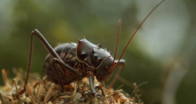Cricket Spraying In Slow Motion GIF