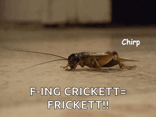 Crickets Chirping Fing Crickett Frickett GIF