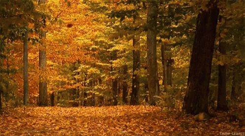 Crisp Leaves Forest GIF