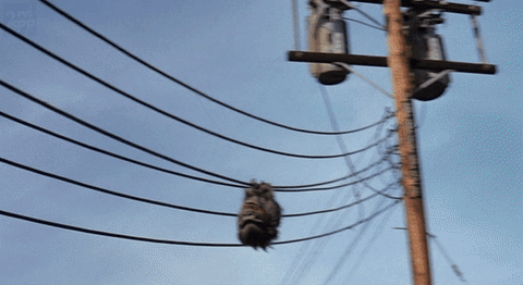 Critters Bit Wires Electrocuted GIF