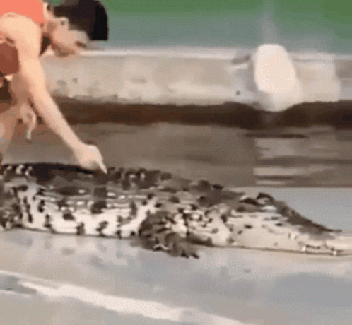 Crocodile Alligator Slap GIF