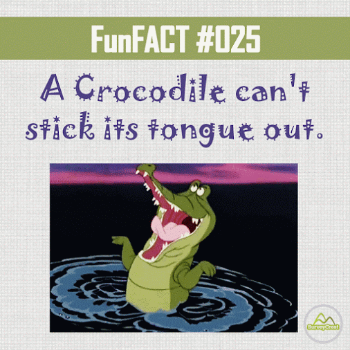 Crocodile Can't Stick Tongue Out GIF