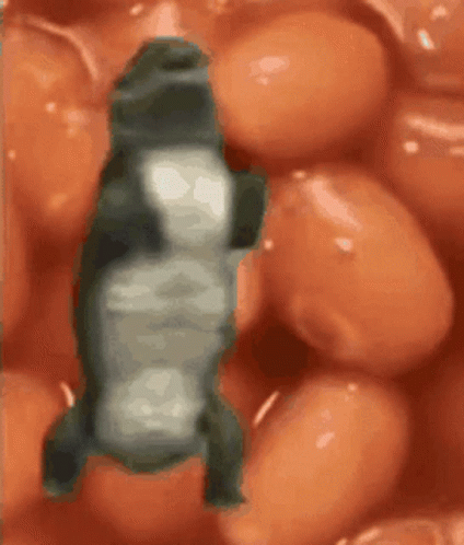 Crocodile Dancing Beans Background GIF