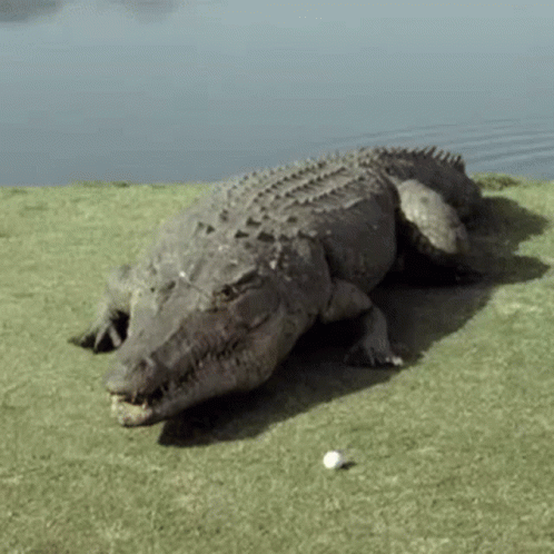 Crocodile Explosion GIF